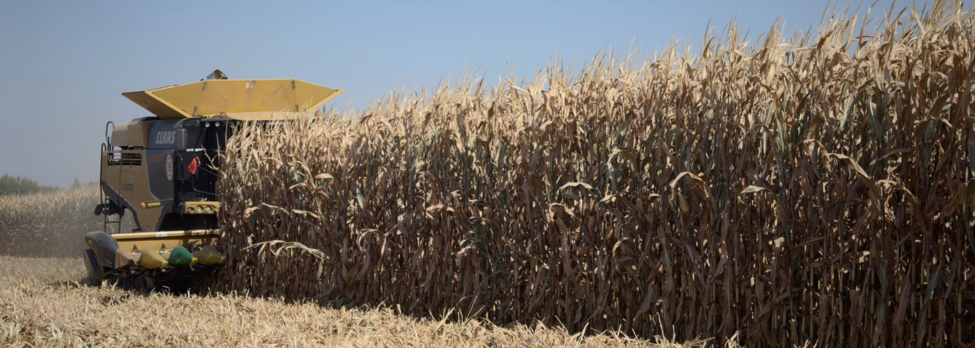 科技賦能新疆伊犁玉米生產 兩百萬畝規?；S收見實效